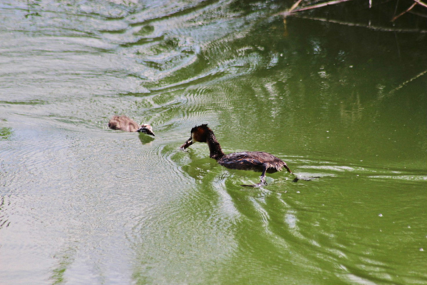 Svasso maggiore con piccoli